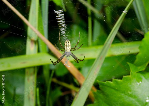 Photo: wasp spider still young in typical zigzag web wasp spider still young in typical zigzag web