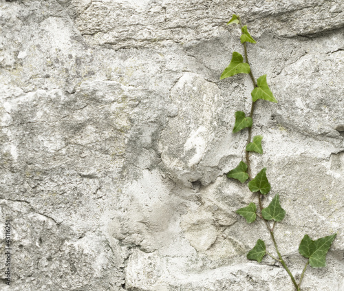Photo: Kletterpflanze an Mauer Kletterpflanze an Mauer