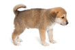 Small Puppy
