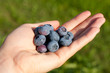 Eien Hand voll Blaubeeren