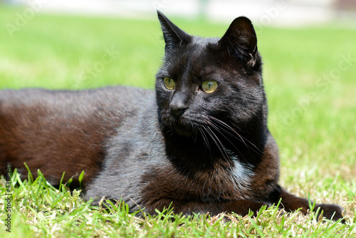 Foto: Schwarze Katze Schwarze Katze