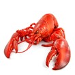Roter Hummer