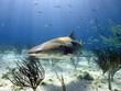 Lemon shark in sun rays