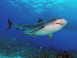 Tiger shark upshot