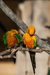 Photo: Pair of paradise parrots Pair of paradise parrots