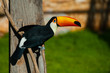Photo: Tucan Tucan