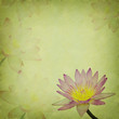 pink lotus on the old grunge paper background
