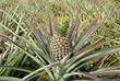 Foto: Fresh tropical pineapple Fresh tropical pineapple