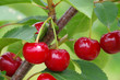 Photo: Sauerkirsche - sour cherry 08 Sauerkirsche - sour cherry 08