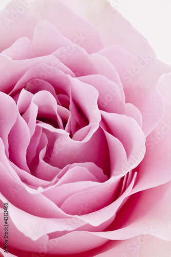 Photo: Rose Rose
