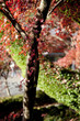 Photo: 紅葉 紅葉