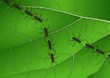 ants on leaf
