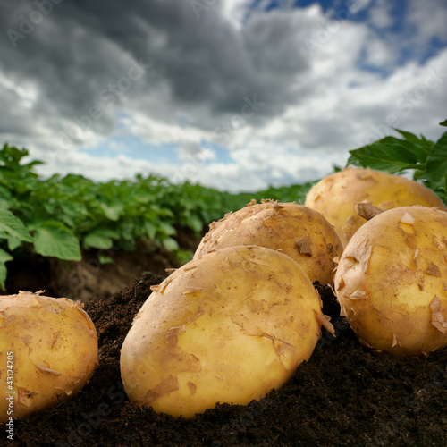Photo: Freshly dug potatoes on a field Freshly dug potatoes on a field