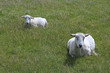 Zwei geschorene Schafe liegen im Gras