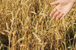 wheat field