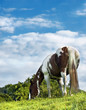 Geschecktes Pferd auf der Weide