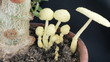 Video: Mushrooms growing Mushrooms growing