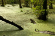 Foto: Moorgebiet Moorgebiet