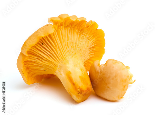 Photo: chanterelle mushrooms chanterelle mushrooms