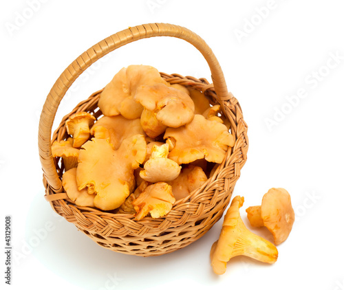 Photo: chanterelle in a basket chanterelle in a basket