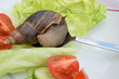 Foto: Salat Salat