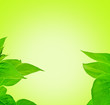 fresh leaf frame