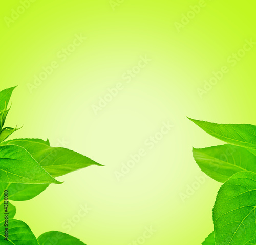 Photo: fresh leaf frame fresh leaf frame
