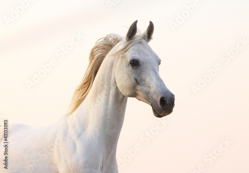 Foto: white horse in sunset white horse in sunset