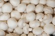Champignons 1