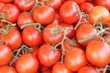 Tomaten 4