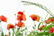 Photo: klatschmohn klatschmohn