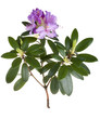 Photo: Pink rhododendron, azalea Pink rhododendron, azalea