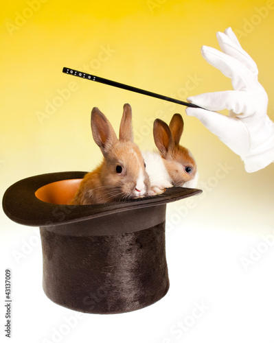 Photo: Rabbit magic trick in top hat Rabbit magic trick in top hat