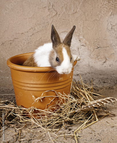 Photo: Furry rabbit in rustic flowerpot Furry rabbit in rustic flowerpot