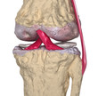 Osteoarthritis : Knee joint with ligaments and cartilages