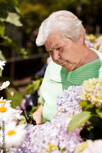 Foto: Seniorin mit Gartenschere beim Blumen schneiden Seniorin mit Gartenschere beim Blumen schneiden