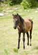 Foal Horse on green meadow
