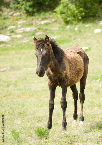 Photo: Foal Horse on green meadow Foal Horse on green meadow