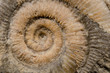 Foto: ammonite fossil detail ammonite fossil detail