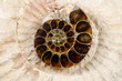 small cut open ammonite placed on another