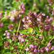 Thymus - healing herb and condiment growing in nature