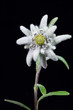 Edelweiss Edelweiss