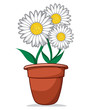 daisy flowers in a flowerpot