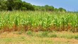 vivid corn field with pines background in balearic islands