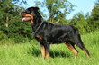 Purebred rottweiler on green grass