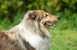 Shetland Sheepdog