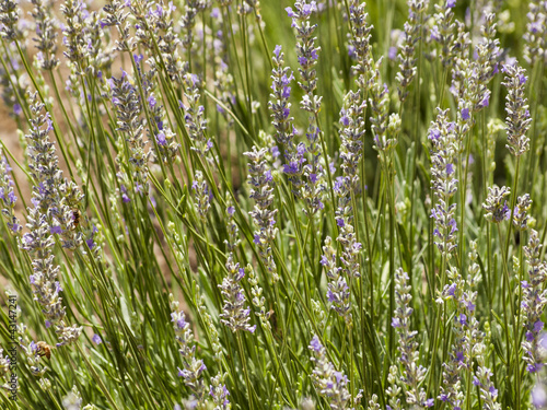 Photo: Lavender Lavender