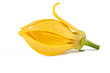 Ylang-Ylang Flower on white background