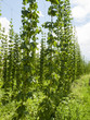 Hops