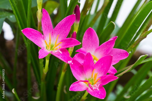 Photo: purple rain lily flower ,Thailand purple rain lily flower ,Thailand